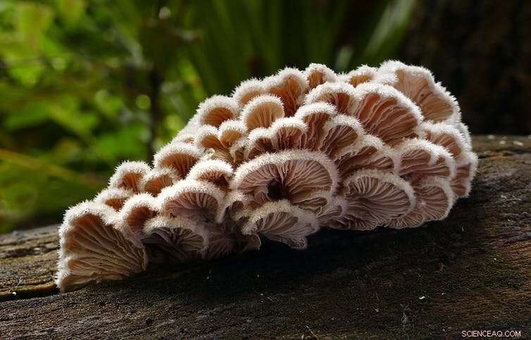 Fungal Communication: Do Mushrooms  Talk  to Each Other?
