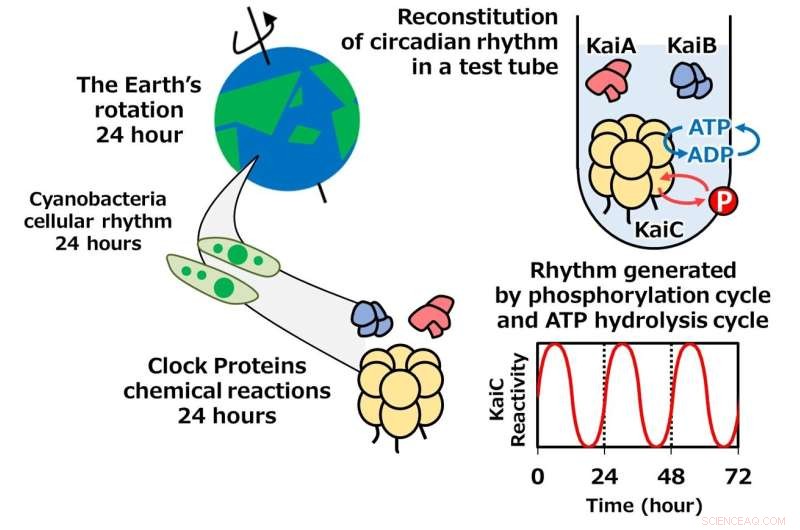 Understanding the Biological Clock: Circadian Rhythms Explained
