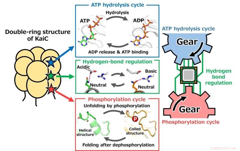 Understanding the Biological Clock: Circadian Rhythms Explained