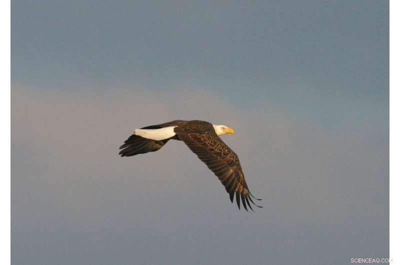 Avian Flu Confirmed in Georgia Bald Eagles: First Instance in State