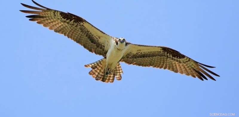 Understanding Bird Migration: Why They Move & How to Help