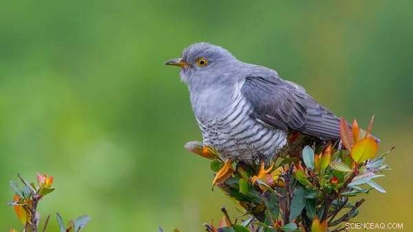 Understanding Bird Migration: Why They Move & How to Help
