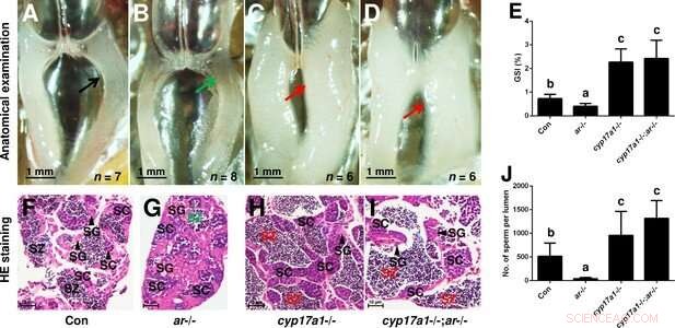 Progestin Signaling s Role in Fish Spermatogenesis: A Novel Pathway