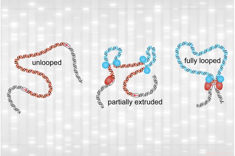 Genome Loops: New Research Challenges Gene Expression Theories