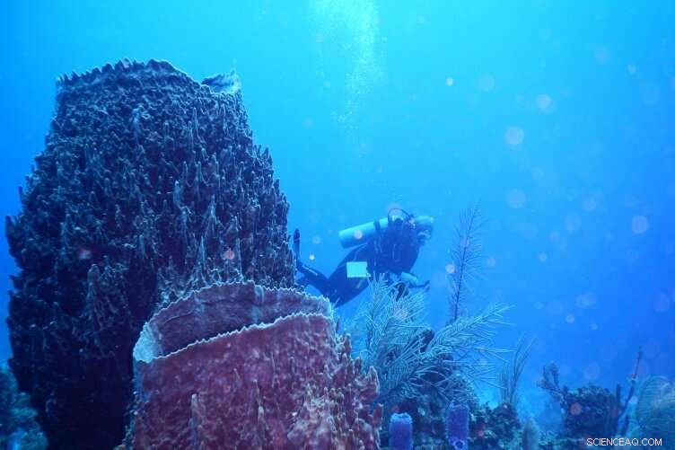 Ancient Microbial Life: Sponge Microbiomes Reveal Evolutionary Secrets