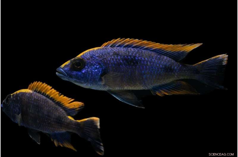 Beyond Sex: How Dual Sex Chromosomes Shape Evolution in Cichlids