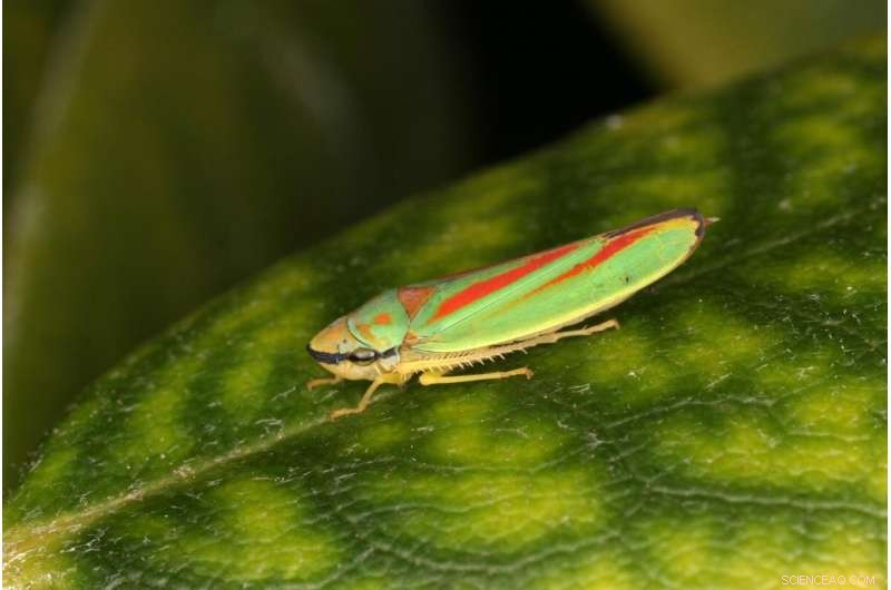 New Sensory Organ Discovered in Leafhoppers, Spittlebugs & Planthoppers