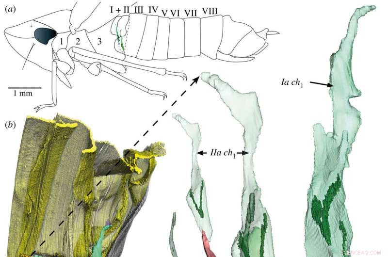 New Sensory Organ Discovered in Leafhoppers, Spittlebugs & Planthoppers
