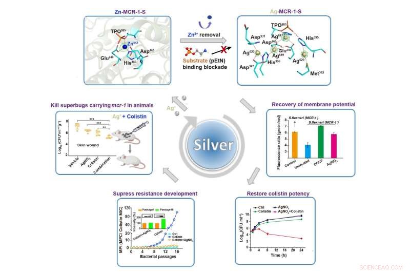 Silver Nitrate Enhances Colistin s Effectiveness Against Superbugs