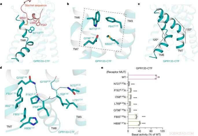 Mechanical Stimuli and Cellular Signaling: A Deep Dive into GPCR Activation