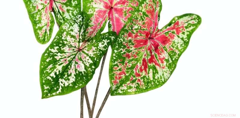 Variegated Plants: Care Guide & Styling Tips for Vibrant Homes