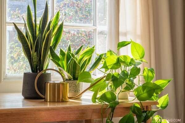 Variegated Plants: Care Guide & Styling Tips for Vibrant Homes