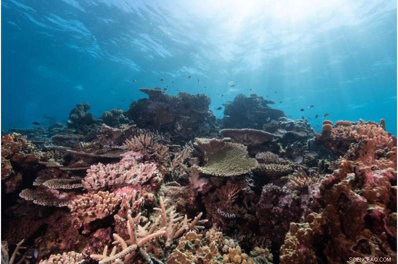 Protecting Coral Reefs: Urgent Recommendations for a Sustainable Future