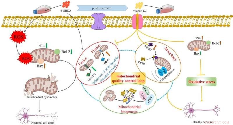 Vitamin K2: Protecting Nerve Cells Through Mitochondrial Health
