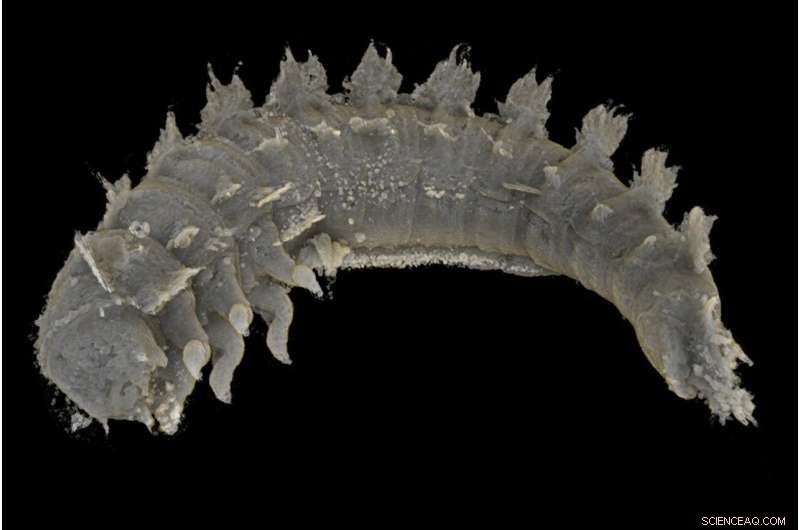 Ancient Beetle Larva Discovery in Baltic Amber - Paleobiology Breakthrough