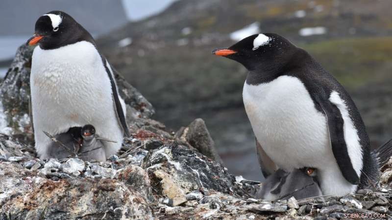 Antarctica Under COVID-19: Impacts on Research & Tourism