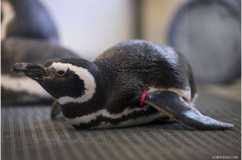 Avian Influenza Update: Bird Flu Cases Confirmed in US Zoos