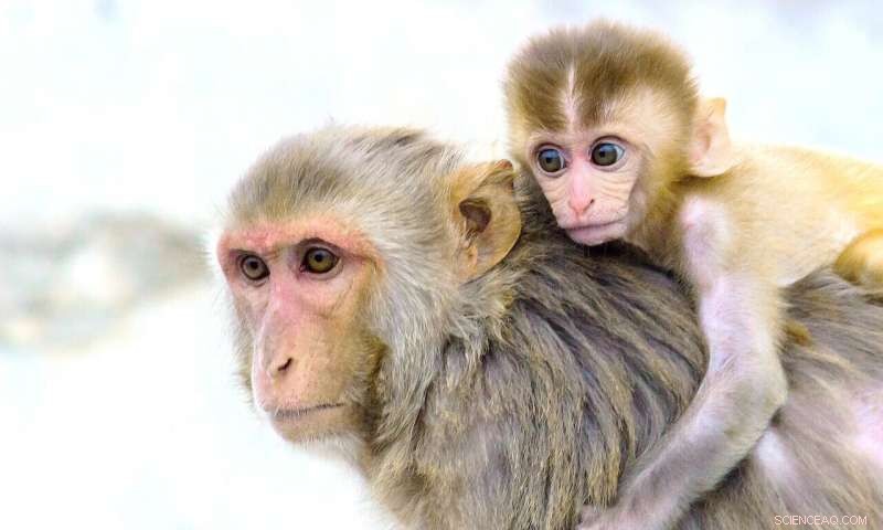 How Social Connections Shape Brain Development in Rhesus Macaques