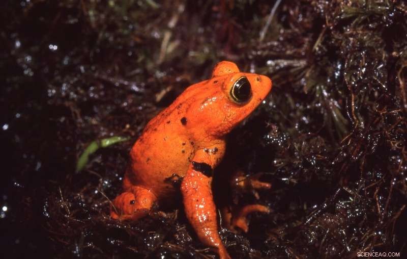 Golden Toad Extinction: A Warning Sign for Climate Change