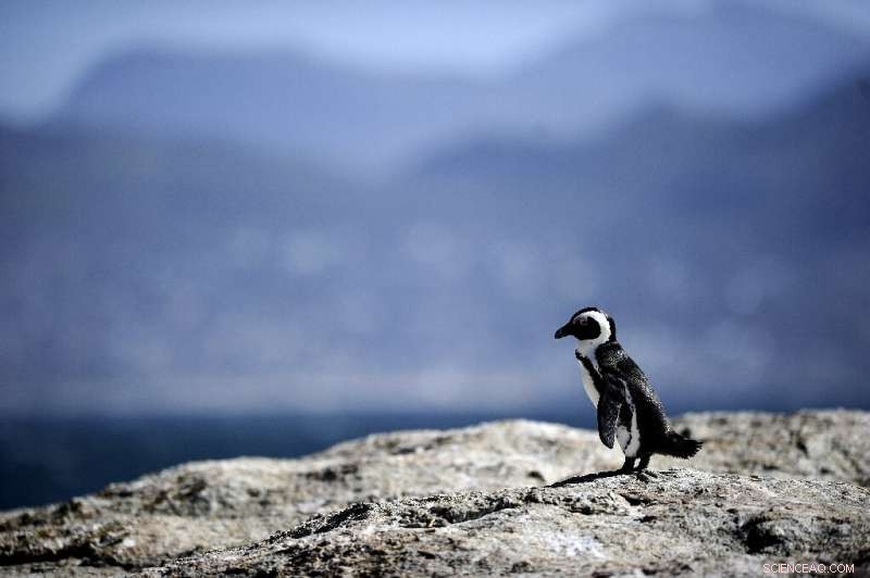 Golden Toad Extinction: A Warning Sign for Climate Change