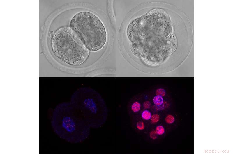 DNA Damage Response Crucial for Mammalian Embryonic Development
