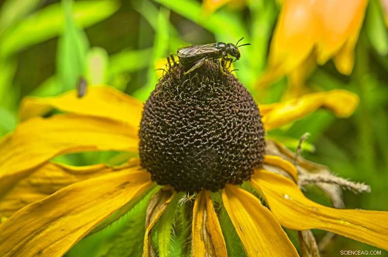Biodiversity Boost: The Essential Number of Bee Species for a Thriving Meadow