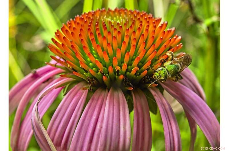 Biodiversity Boost: The Essential Number of Bee Species for a Thriving Meadow