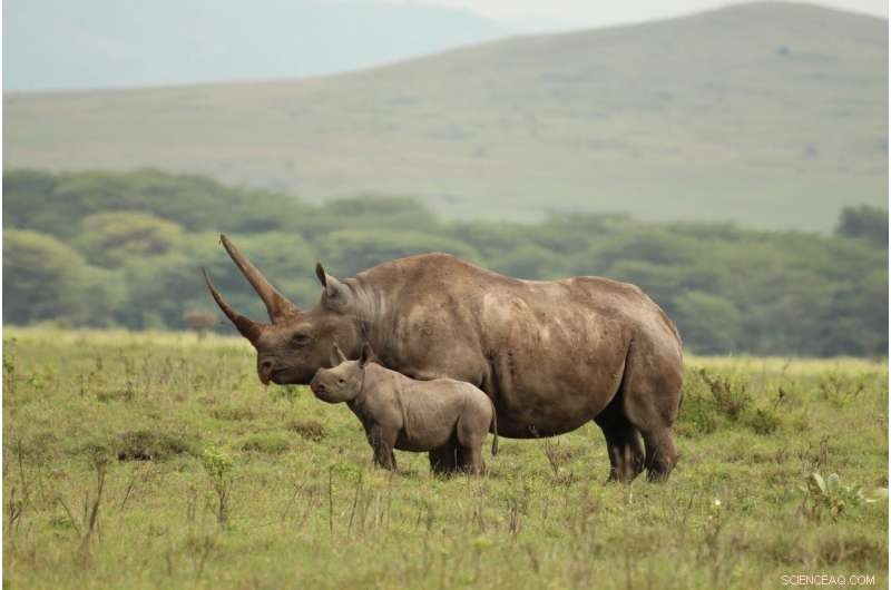 Black Rhino Extinction Risk Soars with Loss of Key Females