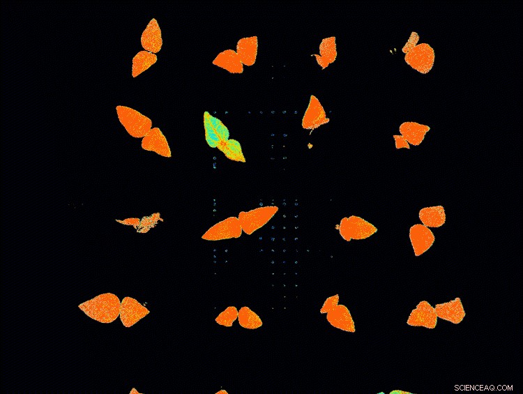 Climate-Resilient Crops: Reducing Plant Fat for Survival