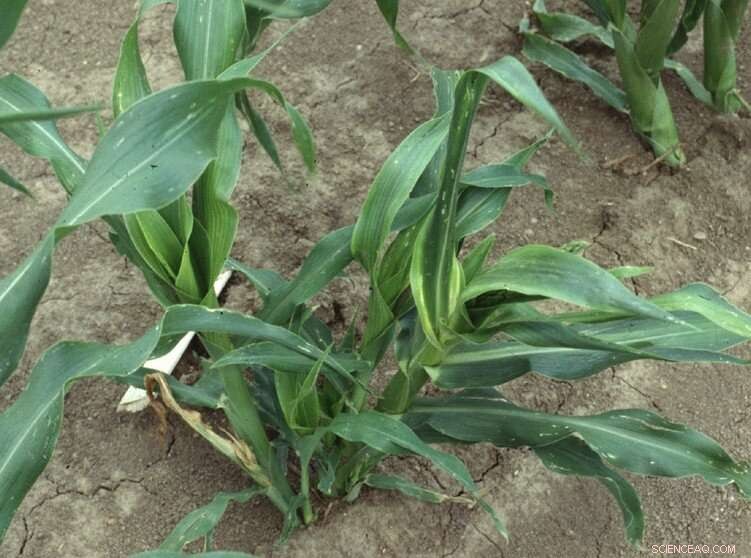 How Bacteria Manipulate Corn Plants to Fuel Their Growth