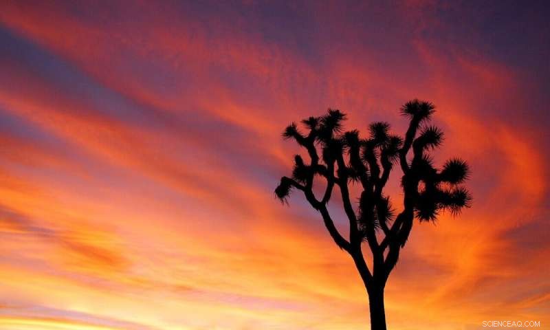 California Joshua Tree: No Threat Designation Recommended; Implications for Development