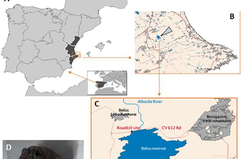First Wild River Otter Case of Coronavirus Detected: Spain