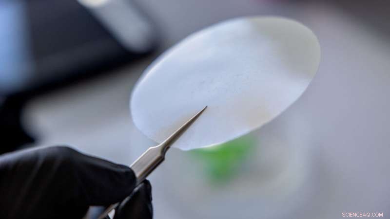 Sustainable Food Packaging: Biopolymers for a Greener Future