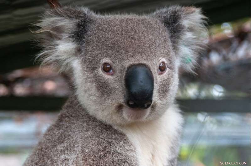Innovative Model Offers Cost-Effective Solution for Koala Conservation