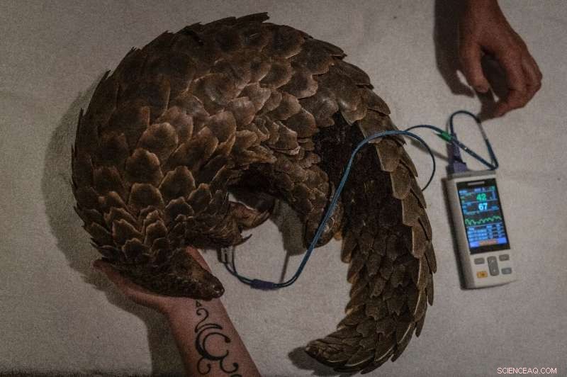 Pangolin Rescue & Rehabilitation: A South African Success Story