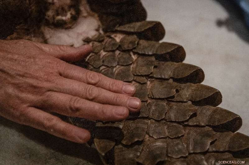 Pangolin Rescue & Rehabilitation: A South African Success Story