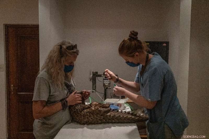 Pangolin Rescue & Rehabilitation: A South African Success Story