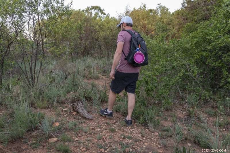 Pangolin Rescue & Rehabilitation: A South African Success Story