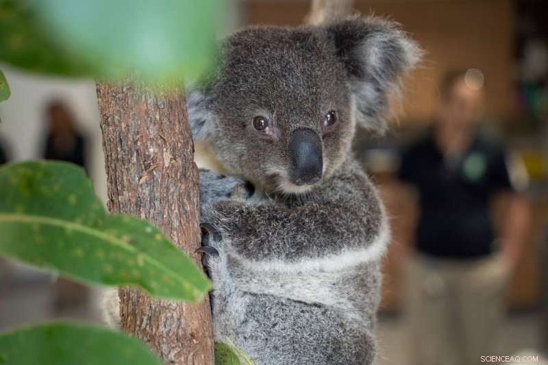 Saving Endangered Koalas: Innovative Sperm Cryopreservation for Assisted Reproduction