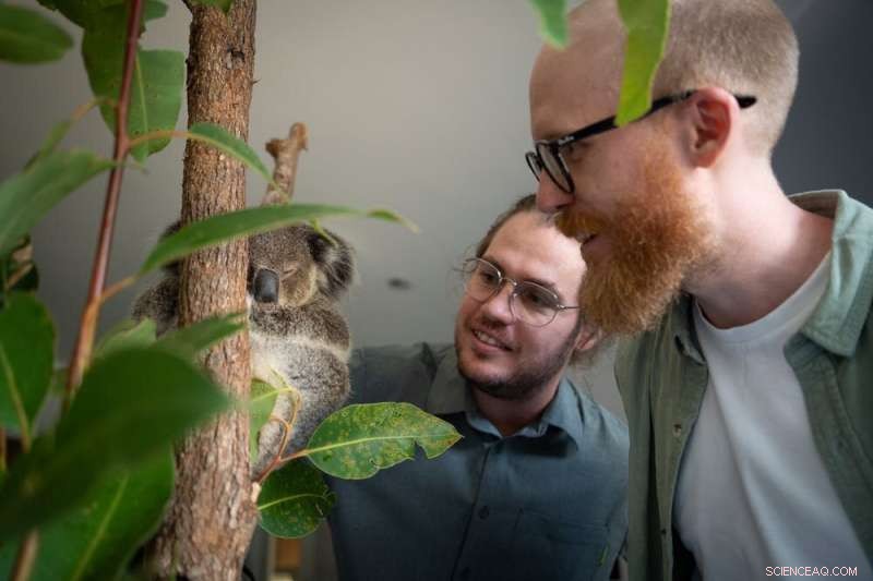Saving Endangered Koalas: Innovative Sperm Cryopreservation for Assisted Reproduction