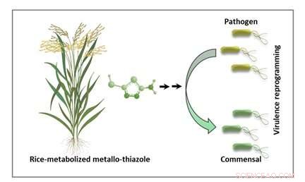 Novel Pesticide Discovered to Combat Rice Pathogens