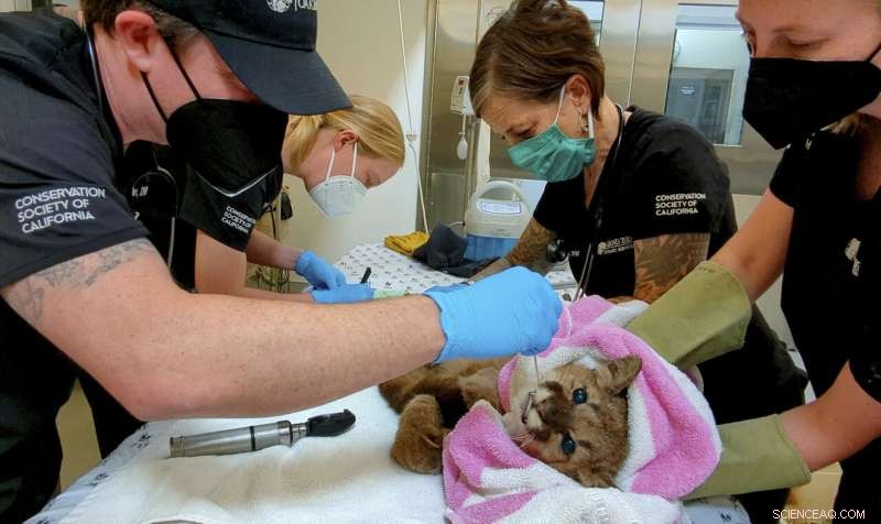 Oakland Zoo Rescues and Rehabilitates Emaciated Mountain Lion Cub Named Rose