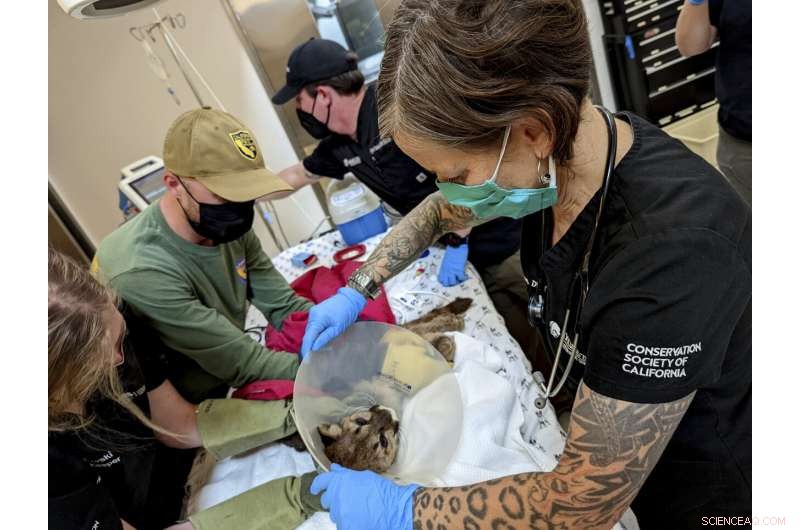 Oakland Zoo Rescues and Rehabilitates Emaciated Mountain Lion Cub Named Rose