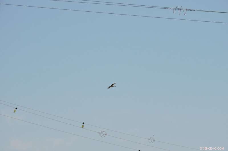 Mapping Bird Collision Risks: Identifying Key Migration Routes & Hazards