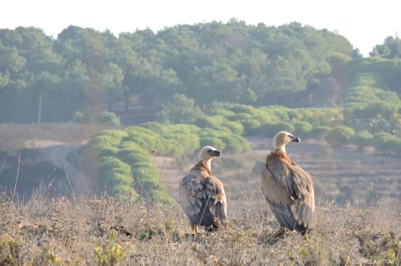 Mapping Bird Collision Risks: Identifying Key Migration Routes & Hazards