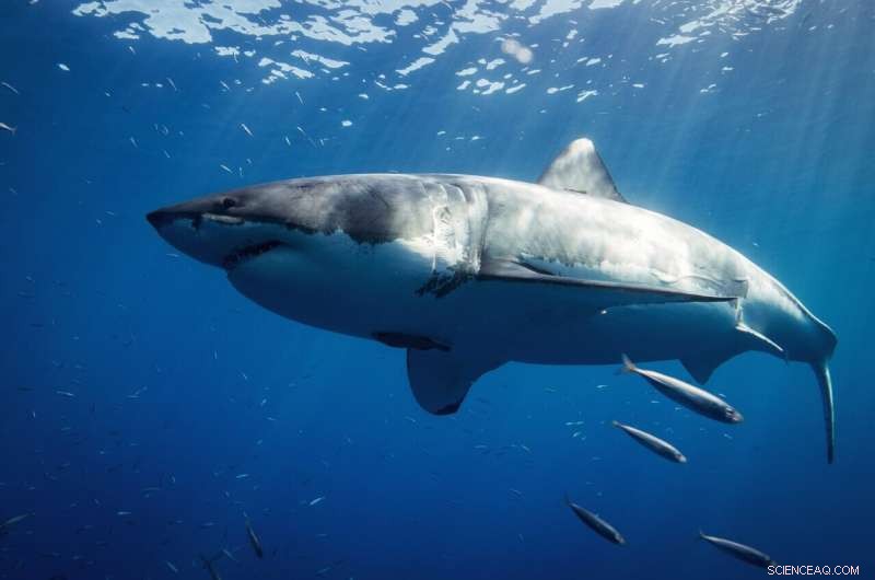 Climate Change Impacts on Marine Ecosystems: A New Study