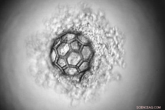 Microscaffold Technology: Advancing Tissue Engineering with Novel 3D Structures