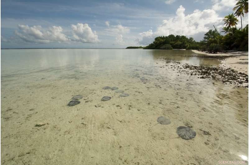 Climate Change Threatens Seychelles Stingray Habitats