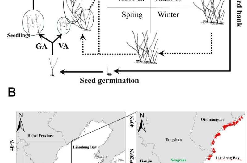 Eelgrass Shoots Drive Seedling Success in Northern China s Seagrass Meadows