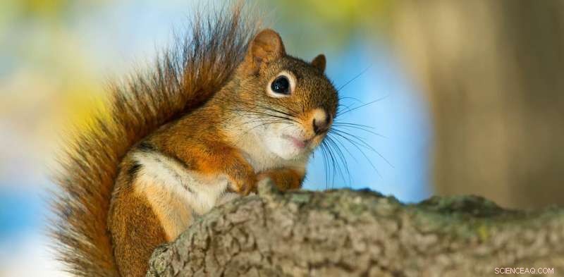 Squirrel Rattle Calls: Understanding Their Communication & Behavior